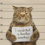 Cat Holding Arrested Board