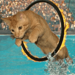 Cat Jumping through Hoop
