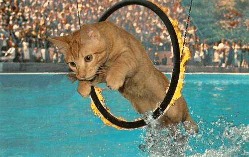 Effective Cat Training Techniques Using Trust and Rewards