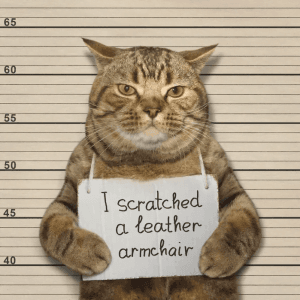 Best Deterrents to Stop Your Cat Scratching Furniture